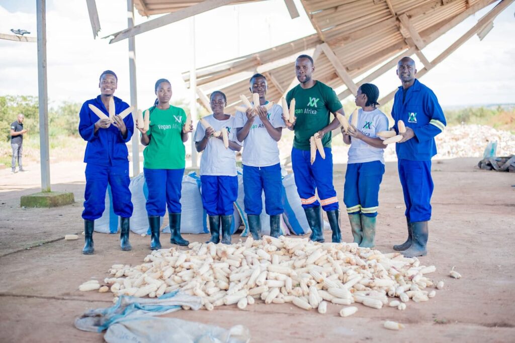 Chancy Chirwa and his team displaying maize grown with their organic fertilizer.